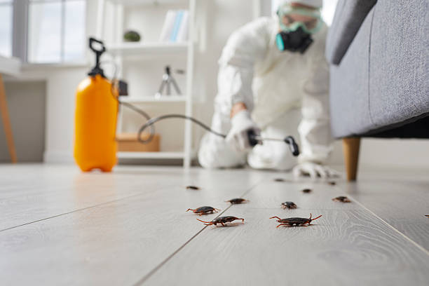 Trusted Cockroach Control service in Worcester, MA - Nex Pest Control